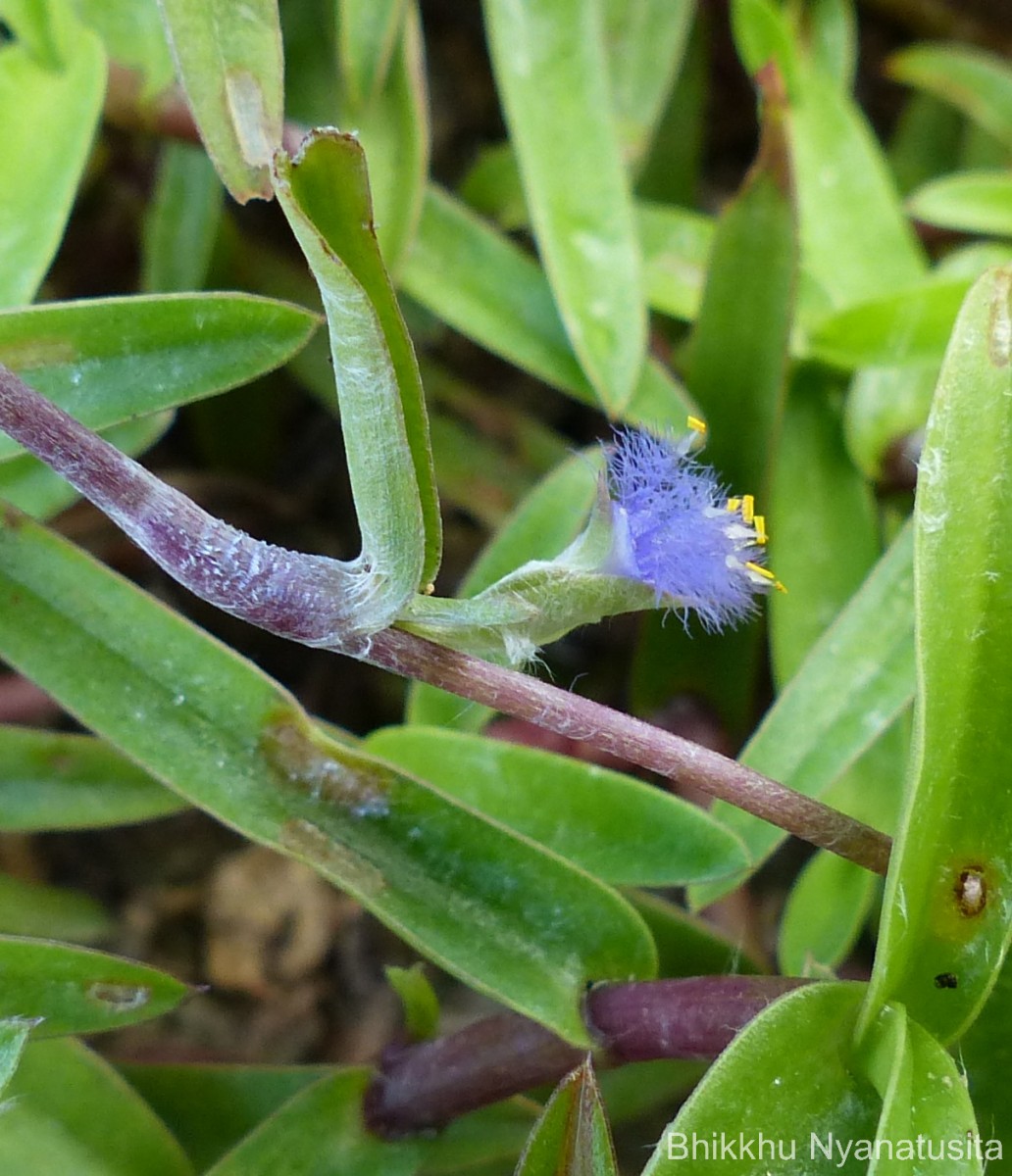 Cyanotis thwaitesii Hassk.